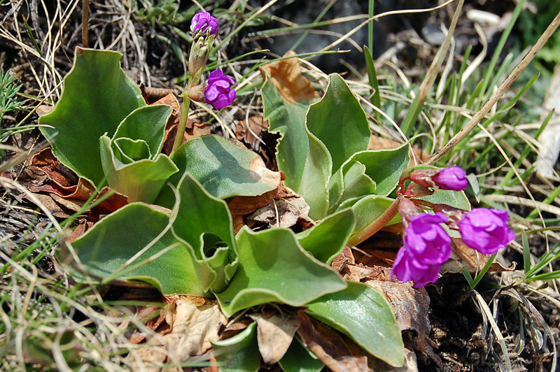 Primula polliniana (=Primula spectabilis) / Primula meravigliosa